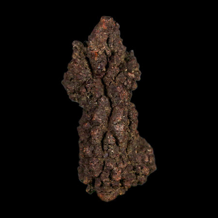 2.1" Prehistoric Coprolite Fossil Specimen Poop Dung Miocene Age Madagascar