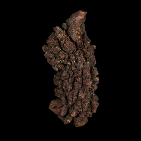 2.1" Prehistoric Coprolite Fossil Specimen Poop Dung Miocene Age Madagascar - Fossil Age Minerals