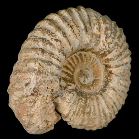 5.2" Acanthoceras Ammonite Fossil Agadir Morocco 360 Million Year Old COA - Fossil Age Minerals
