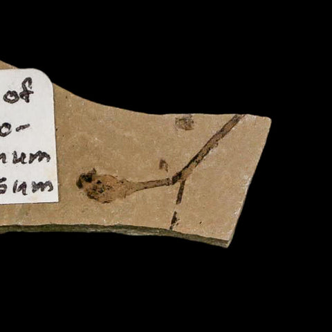 Rare Cedrelospermum Nervosum Fruit Fossil Plant Leaf and Balloon Vine Leaf Eocene Age