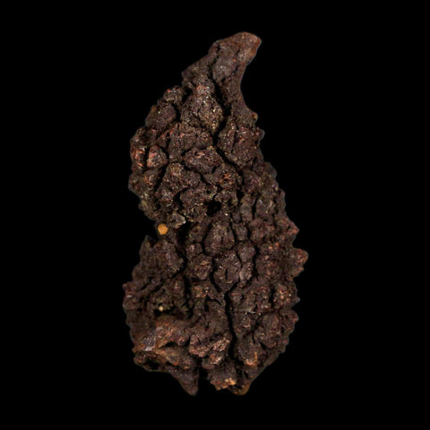 2.1" Prehistoric Coprolite Fossil Specimen Poop Dung Miocene Age Madagascar - Fossil Age Minerals