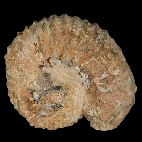 5.2" Acanthoceras Ammonite Fossil Agadir Morocco 360 Million Year Old COA - Fossil Age Minerals