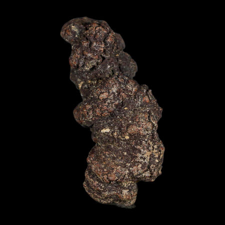 2.3" Prehistoric Coprolite Fossil Specimen Poop Dung Miocene Age Madagascar