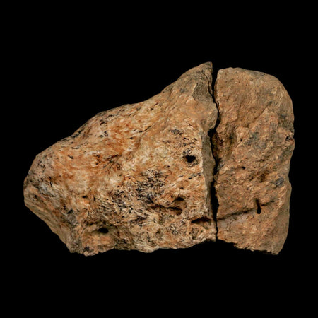 2.6" Triceratops Fossil Skull Bone Lance Creek FM Cretaceous Dinosaur WY COA