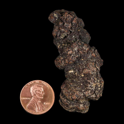 2.3" Prehistoric Coprolite Fossil Specimen Poop Dung Miocene Age Madagascar - Fossil Age Minerals