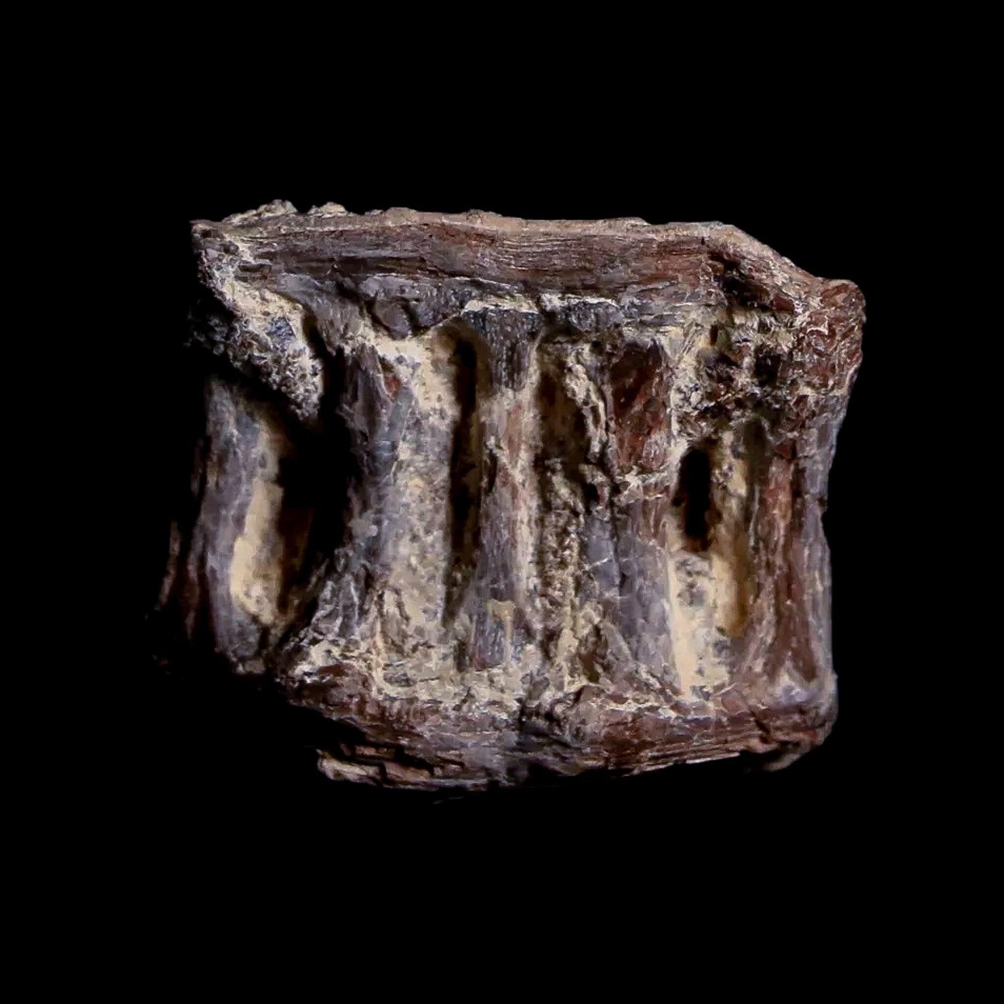 0.9" Xiphactinus Audax Fossil Vertebrae Cretaceous Era Fish Niobrara FM Kansas - Fossil Age Minerals