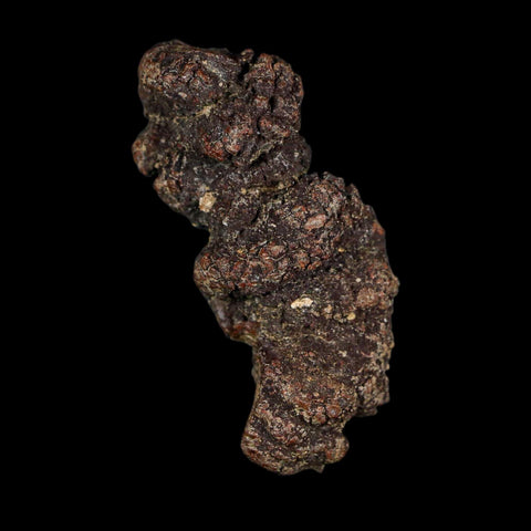 2.3" Prehistoric Coprolite Fossil Specimen Poop Dung Miocene Age Madagascar - Fossil Age Minerals