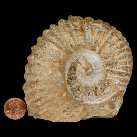 3.5" Acanthoceras Ammonite Fossil Agadir Morocco 360 Million Year Old COA - Fossil Age Minerals