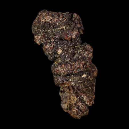 2.3" Prehistoric Coprolite Fossil Specimen Poop Dung Miocene Age Madagascar