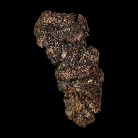 2.3" Prehistoric Coprolite Fossil Specimen Poop Dung Miocene Age Madagascar - Fossil Age Minerals