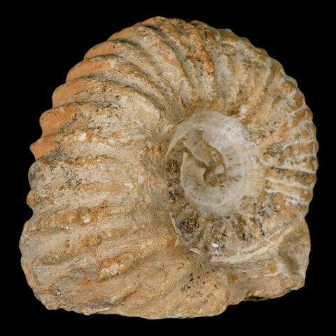 3.5" Acanthoceras Ammonite Fossil Agadir Morocco 360 Million Year Old COA - Fossil Age Minerals