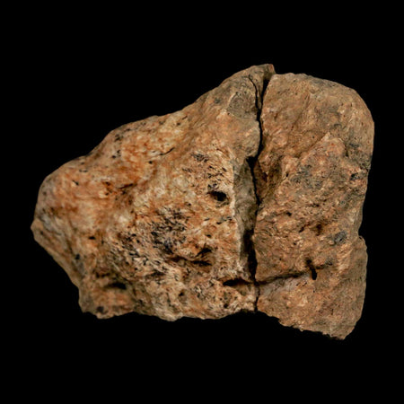 2.6" Triceratops Fossil Skull Bone Lance Creek FM Cretaceous Dinosaur WY COA