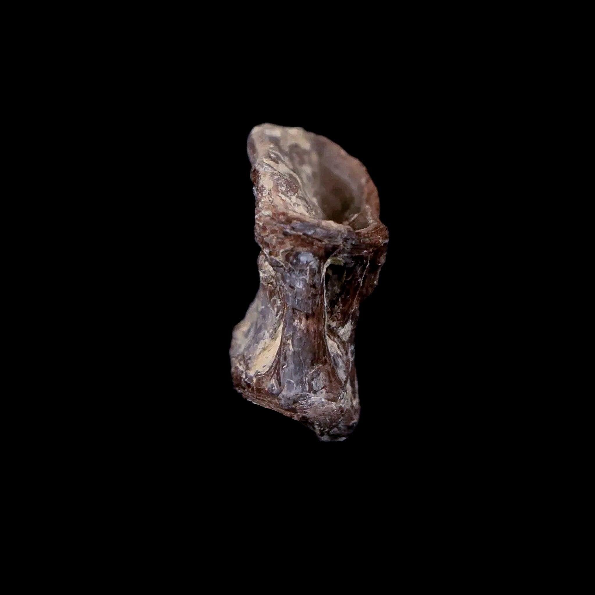 0.9" Xiphactinus Audax Fossil Vertebrae Cretaceous Era Fish Niobrara FM Kansas - Fossil Age Minerals