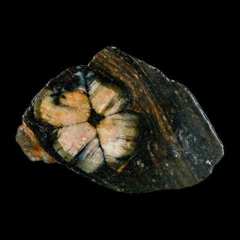 1.9" Rare Andalucite Var Chiastolite Mineral Specimen Asturias Province Boal Spain - Fossil Age Minerals