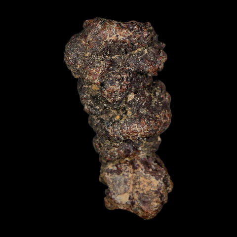 2.3" Prehistoric Coprolite Fossil Specimen Poop Dung Miocene Age Madagascar - Fossil Age Minerals