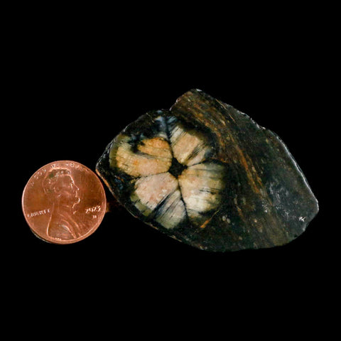 1.9" Rare Andalucite Var Chiastolite Mineral Specimen Asturias Province Boal Spain - Fossil Age Minerals