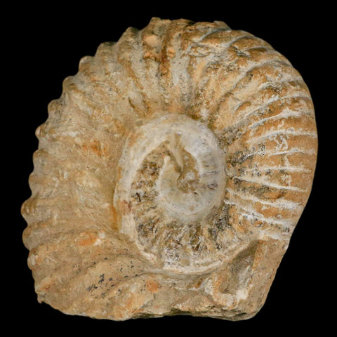 3.5" Acanthoceras Ammonite Fossil Agadir Morocco 360 Million Year Old COA - Fossil Age Minerals