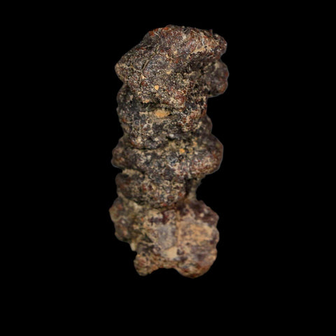 2.3" Prehistoric Coprolite Fossil Specimen Poop Dung Miocene Age Madagascar - Fossil Age Minerals