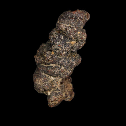 2.3" Prehistoric Coprolite Fossil Specimen Poop Dung Miocene Age Madagascar - Fossil Age Minerals