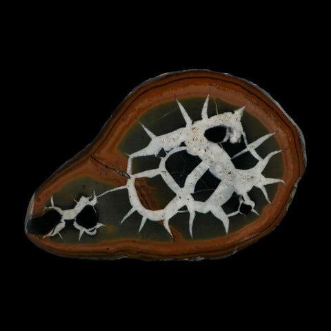 XL 3.5" Septarian Dragon Stone Polished Halves Nodule Mineral Specimen Morocco