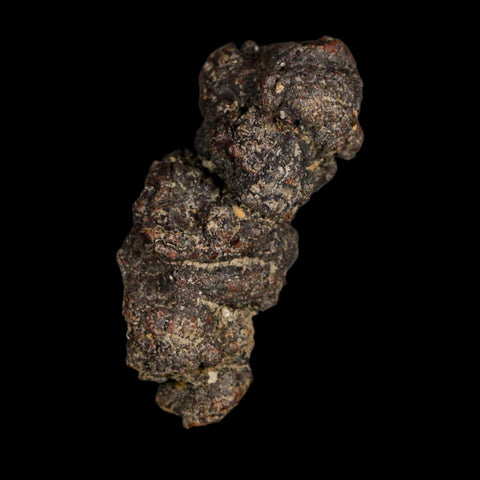 2.3" Prehistoric Coprolite Fossil Specimen Poop Dung Miocene Age Madagascar - Fossil Age Minerals