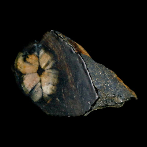 1.9" Rare Andalucite Var Chiastolite Mineral Specimen Asturias Province Boal Spain - Fossil Age Minerals