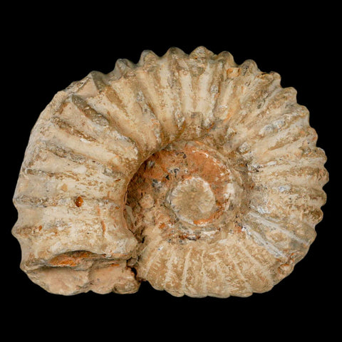 4.9" Acanthoceras Ammonite Fossil Agadir Morocco 360 Million Year Old COA - Fossil Age Minerals