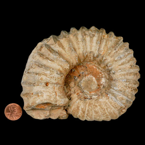 4.9" Acanthoceras Ammonite Fossil Agadir Morocco 360 Million Year Old COA - Fossil Age Minerals