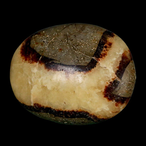 1.9" Septarian Dragon Palm Stone Mineral Specimen Healing Madagascar - Fossil Age Minerals