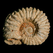 4.9" Acanthoceras Ammonite Fossil Agadir Morocco 360 Million Year Old COA