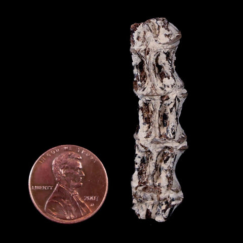 1.9" Xiphactinus Audax Fossil Vertebrae Cretaceous Era Fish Niobrara FM Kansas - Fossil Age Minerals