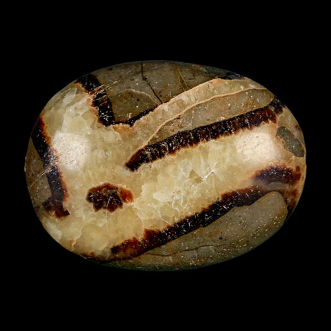 1.9" Septarian Dragon Palm Stone Mineral Specimen Healing Madagascar - Fossil Age Minerals