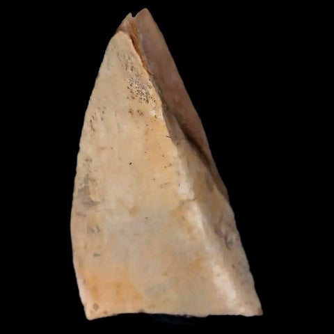 0.7" Oviraptor Fossil Bone Lance Creek Formation Wyoming Cretaceous Dinosaur COA - Fossil Age Minerals