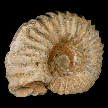 4.9" Acanthoceras Ammonite Fossil Agadir Morocco 360 Million Year Old COA