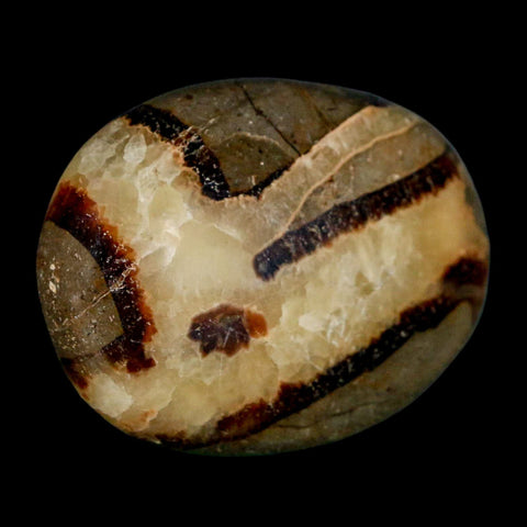 1.9" Septarian Dragon Palm Stone Mineral Specimen Healing Madagascar - Fossil Age Minerals