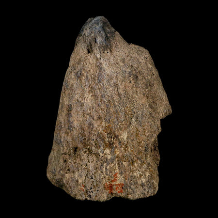 4.6" Triceratops Fossil Nose Horn Hell Creek FM Cretaceous Dinosaur Montana COA