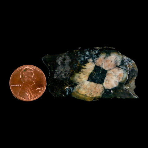 2" Rare Andalucite Var Chiastolite Mineral Specimen Asturias Province Boal Spain - Fossil Age Minerals