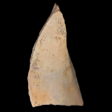 0.7" Oviraptor Fossil Bone Lance Creek Formation Wyoming Cretaceous Dinosaur COA - Fossil Age Minerals