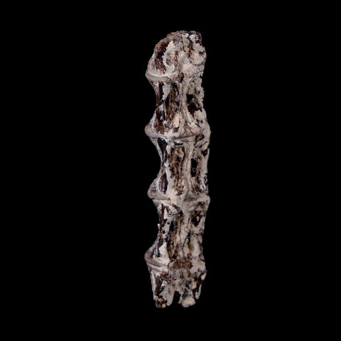 1.9" Xiphactinus Audax Fossil Vertebrae Cretaceous Era Fish Niobrara FM Kansas - Fossil Age Minerals