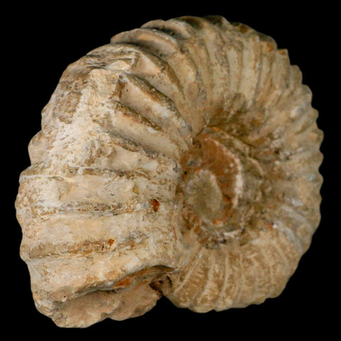 4.9" Acanthoceras Ammonite Fossil Agadir Morocco 360 Million Year Old COA - Fossil Age Minerals