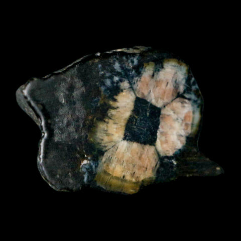 2" Rare Andalucite Var Chiastolite Mineral Specimen Asturias Province Boal Spain - Fossil Age Minerals