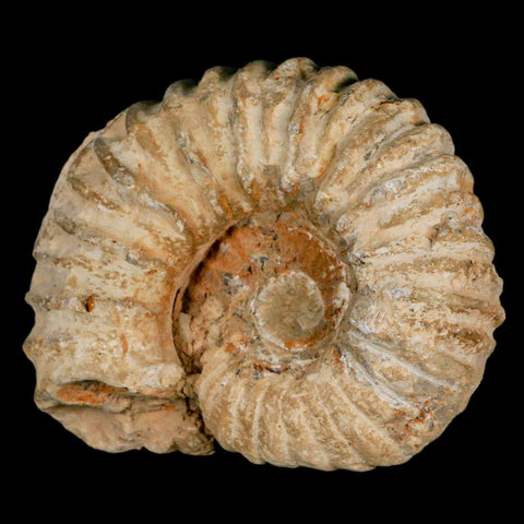 4.9" Acanthoceras Ammonite Fossil Agadir Morocco 360 Million Year Old COA - Fossil Age Minerals