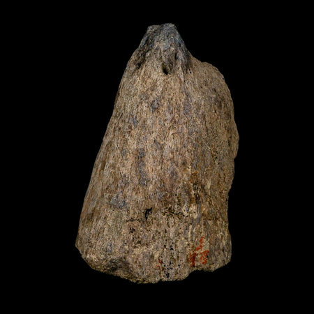 4.6" Triceratops Fossil Nose Horn Hell Creek FM Cretaceous Dinosaur Montana COA