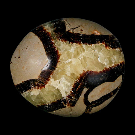 1.8" Septarian Dragon Palm Stone Mineral Specimen Healing Madagascar