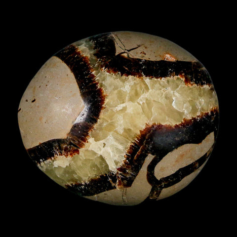1.8" Septarian Dragon Palm Stone Mineral Specimen Healing Madagascar - Fossil Age Minerals