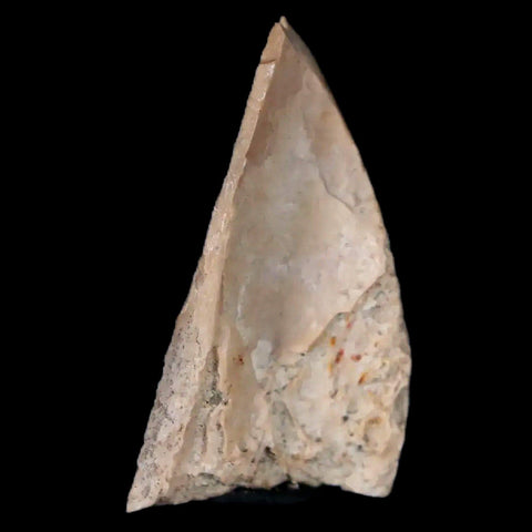 0.7" Oviraptor Fossil Bone Lance Creek Formation Wyoming Cretaceous Dinosaur COA - Fossil Age Minerals