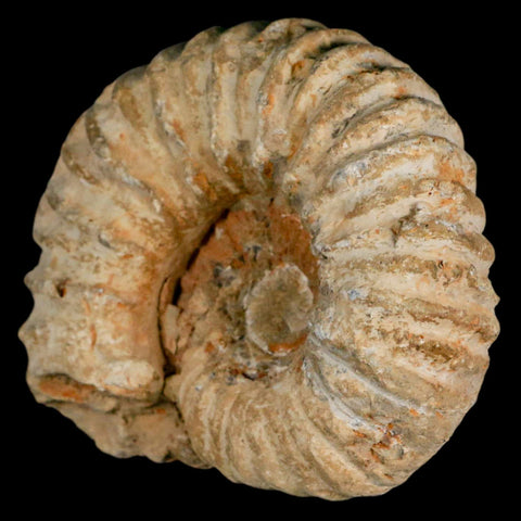 4.9" Acanthoceras Ammonite Fossil Agadir Morocco 360 Million Year Old COA - Fossil Age Minerals