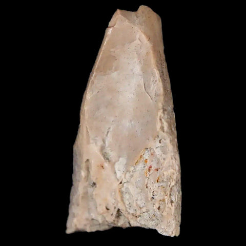 0.7" Oviraptor Fossil Bone Lance Creek Formation Wyoming Cretaceous Dinosaur COA - Fossil Age Minerals