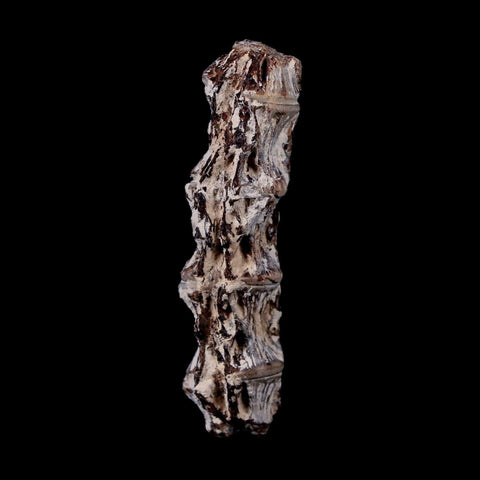 1.9" Xiphactinus Audax Fossil Vertebrae Cretaceous Era Fish Niobrara FM Kansas - Fossil Age Minerals