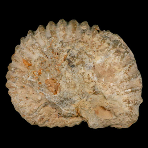 4.9" Acanthoceras Ammonite Fossil Agadir Morocco 360 Million Year Old COA - Fossil Age Minerals
